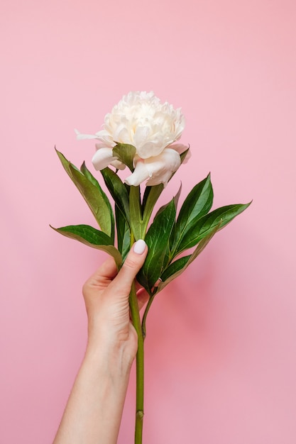 La flor blanca hermosa de la peonía en primer de la mano de las mujeres en rosa. Vista superior. Lay Flat