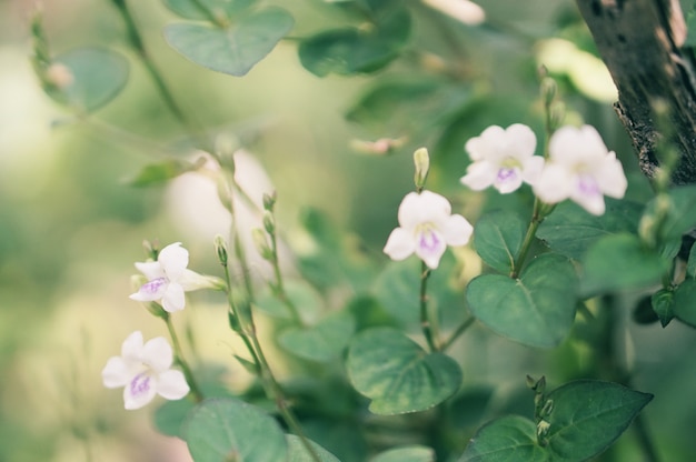 Flor blanca de la hierba salvaje que florece en naturaleza