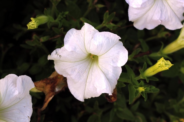 Una flor blanca con una hoja verde encima.