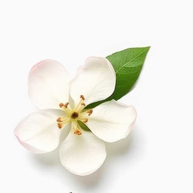 Una flor blanca con una hoja verde que dice "flor".