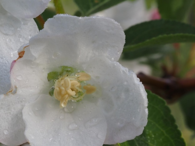 Una flor blanca con hojas verdes y estambres amarillos.