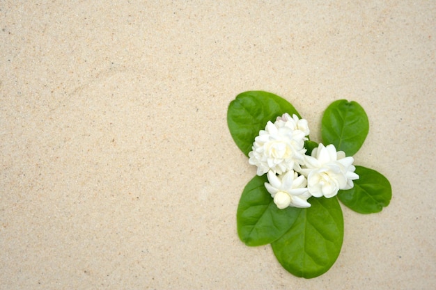 Una flor blanca con hojas verdes sobre un fondo de arena blanca