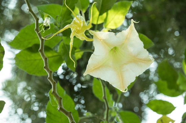 Una flor blanca con hojas verdes y un tallo verde cuelga de una rama.