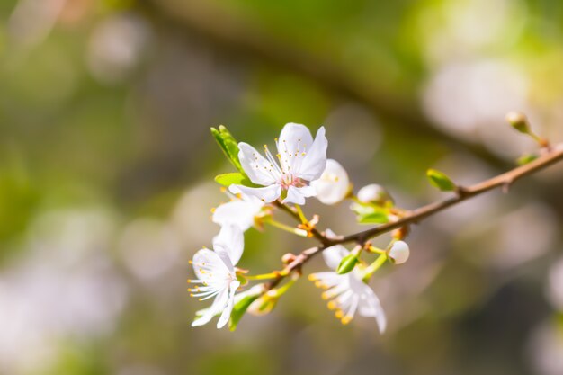 Flor blanca y hojas