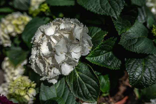 Flor blanca Hortensia macrophylla