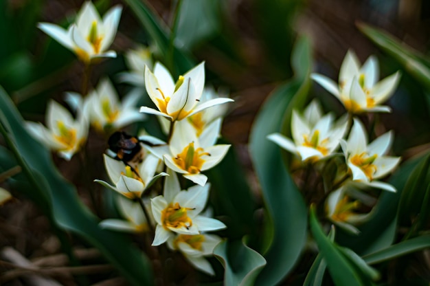 Una flor blanca con un insecto negro en ella