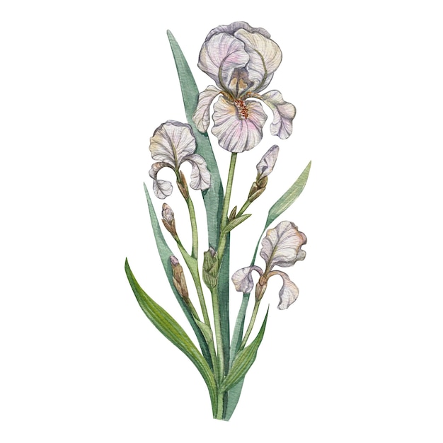 La flor blanca del iris está aislada Ilustración en acuarela de las plantas del ramo de Provenza