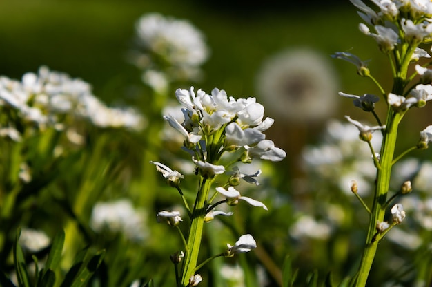 Flor blanca en el jardín Planta de hierbas y vegetales Fotografía de la naturaleza