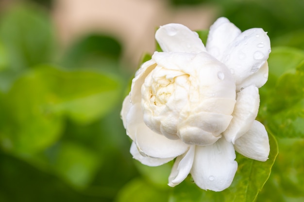 Flor blanca, jazmín (Jasminum sambac L.)