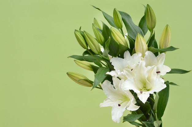 Flor blanca lilly para el fondo