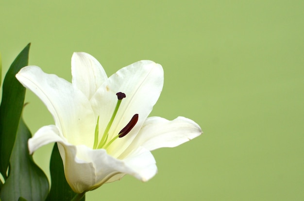 Foto flor blanca lilly para el fondo