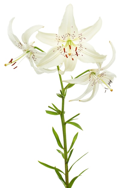 Flor blanca de lirio aislada sobre un fondo blanco