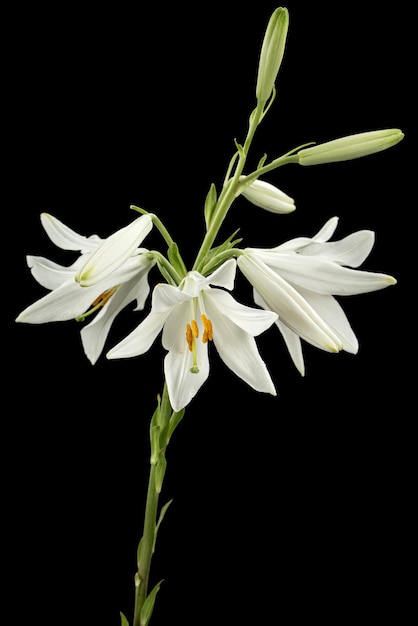 Flor blanca de lirio aislado sobre fondo negro