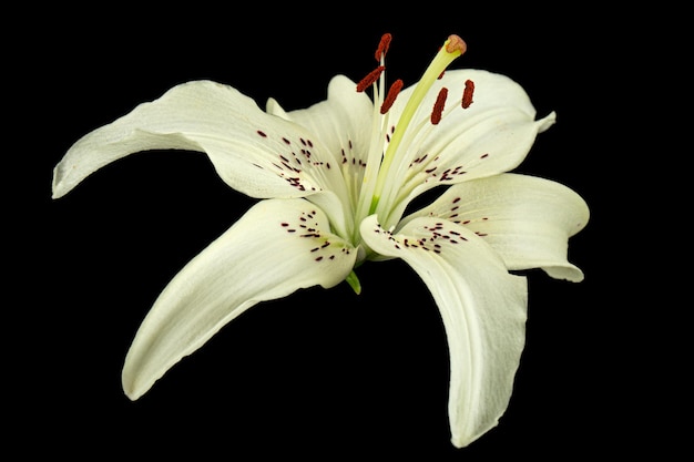 Flor blanca de lirio aislado sobre fondo negro