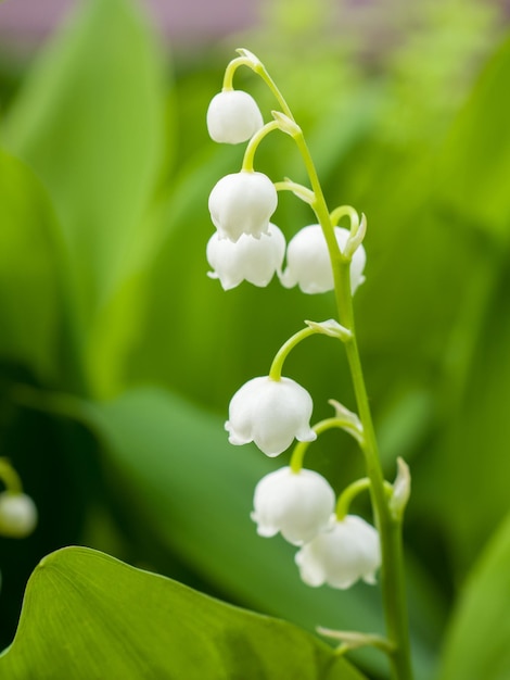 Flor blanca del lirio de los valles Convallaria majalis