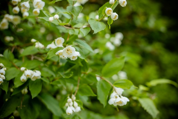 Flor blanca de madera de satén de Andaman, árbol de caja de Chanese, árbol de corteza cosmética, jazmín naranja, jessamina naranja, madera satinada Murraya paniculata Jack en el jardín de flores. Hermosa rama floreciente de jazmín