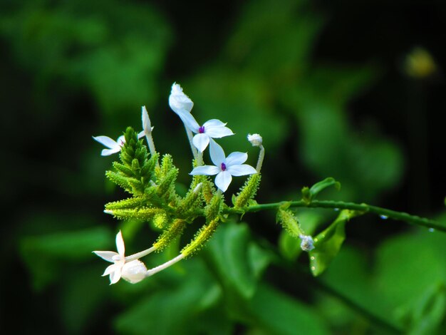 Flor blanca por la mañana