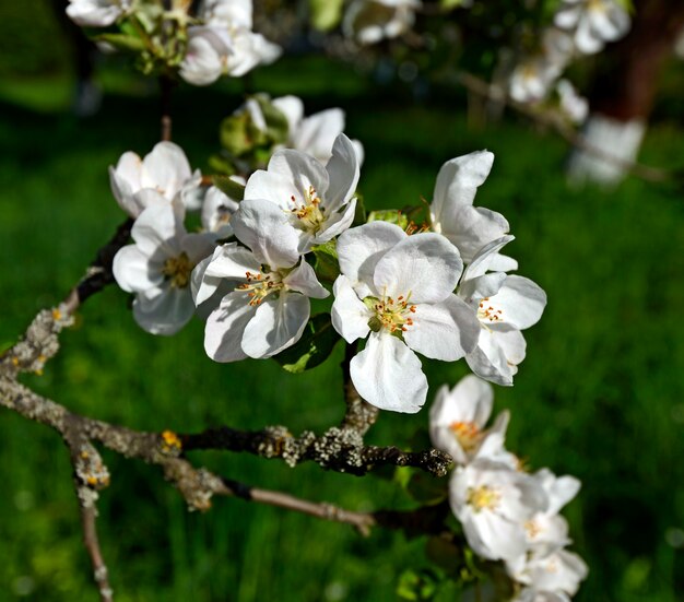 flor blanca de manzanos en primavera