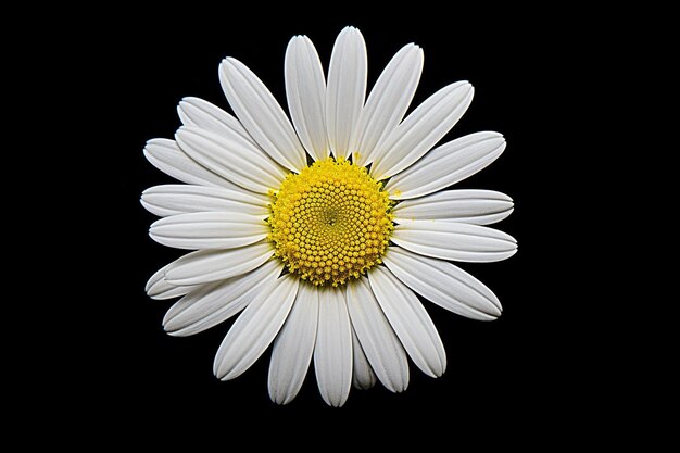 Foto una flor blanca de margarita o manzanilla aislada sobre un fondo negro vista de arriba