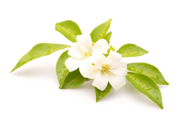 Flor blanca Murraya paniculata con hoja verde aislada sobre fondo blanco