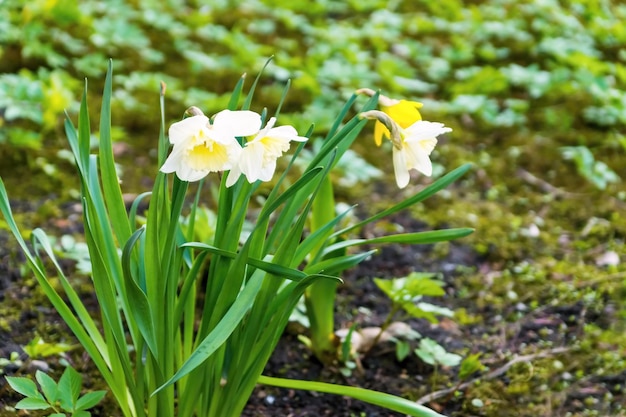 Flor blanca del narciso floreciente o junquillo con tallos verdes aislados contra un césped