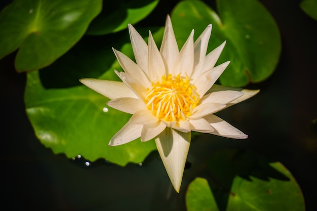 Flor blanca de nenufar