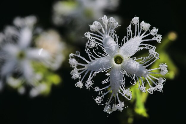 Una flor blanca con el número 2 en ella