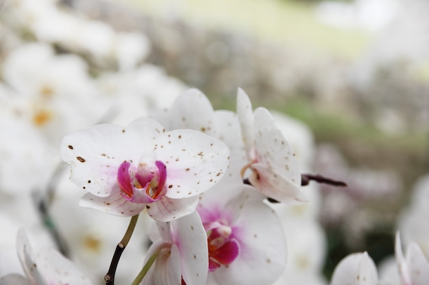 Flor blanca de la orquídea en el jardín.