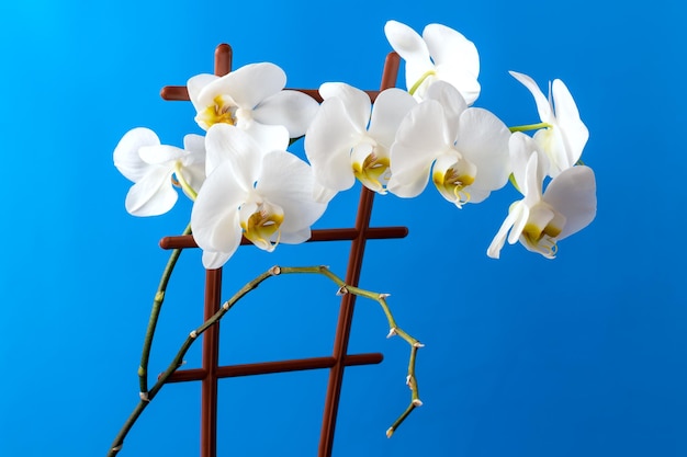 Foto la flor blanca de la orquídea phalaenopsis sobre un fondo azul
