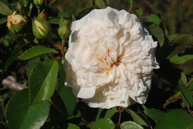 una flor blanca con la palabra h en ella