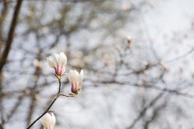 Una flor blanca con la palabra magnolia