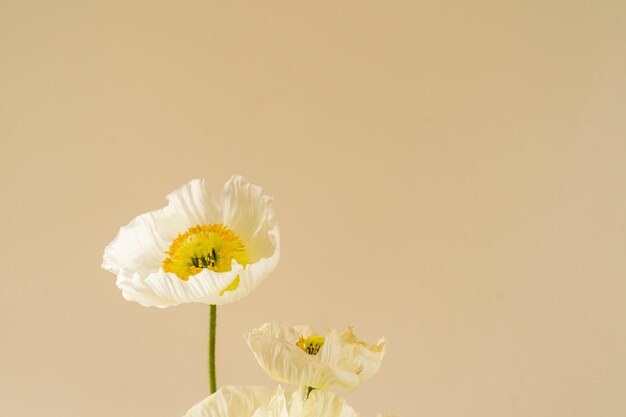 una flor blanca con la palabra " n " en ella