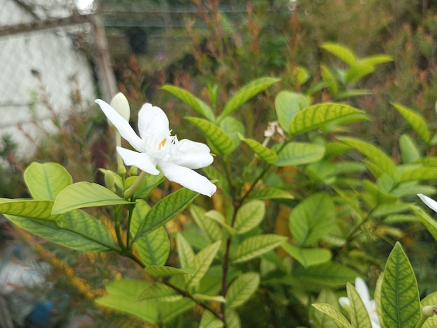 una flor blanca con la palabra salvaje en ella