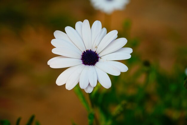 Flor blanca en el parque