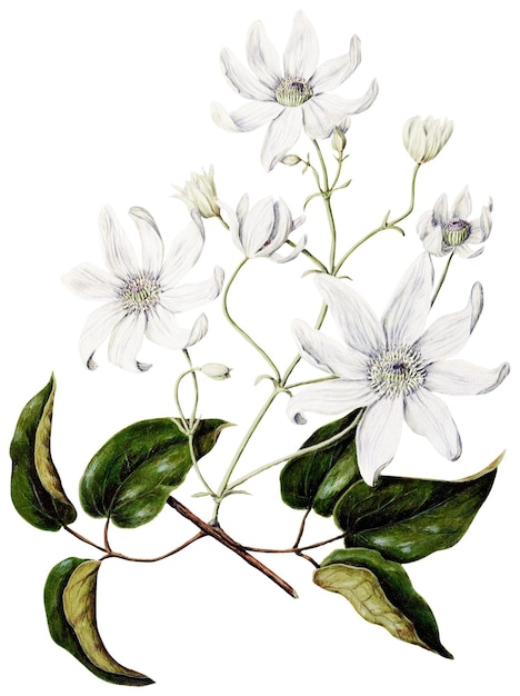 Flor blanca pegatina png clematis vintage ilustración botánica remix de la obra de arte de Sarah Featon
