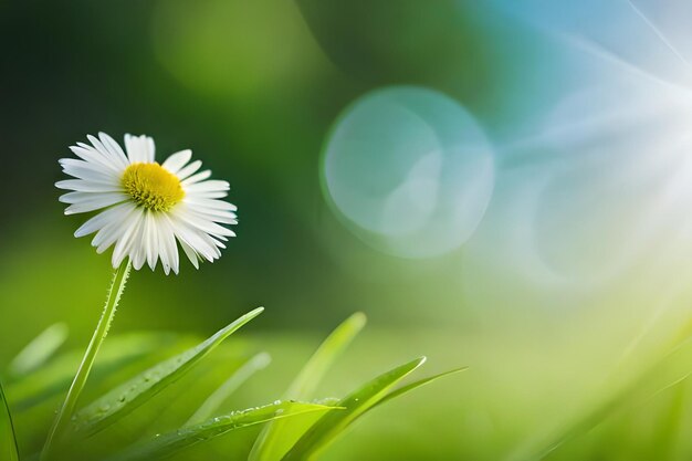 una flor blanca con pétalos amarillos y blancos en la hierba.