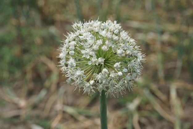 Foto una flor blanca con pétalos blancos que se llama la flor