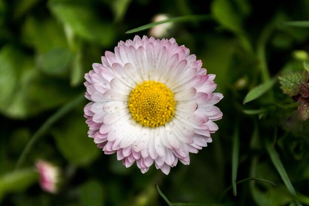 Flor blanca con pétalos de borgoña Flor silvestre