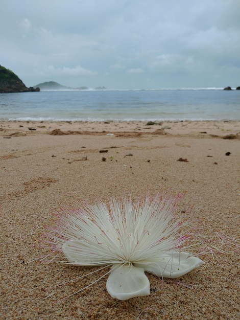 Foto una flor blanca en la playa con el mar de fondo