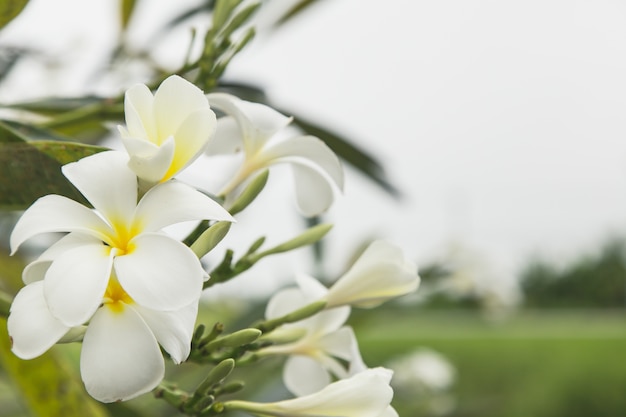 flor blanca del plumeria