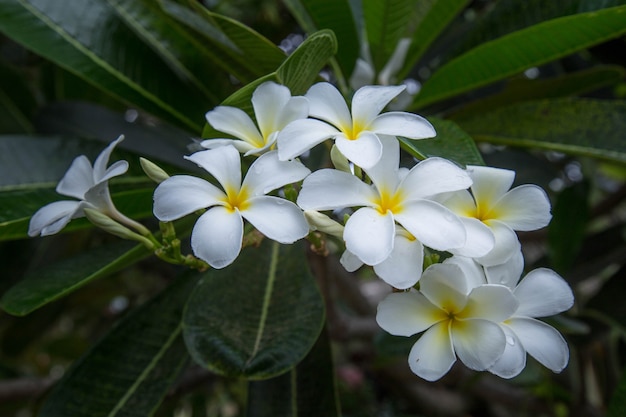 Flor blanca Plumeria