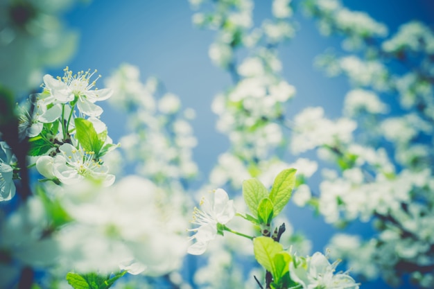 Flor blanca en primavera retro