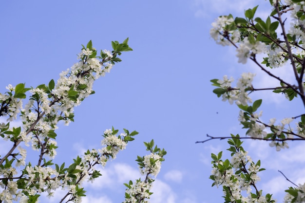 Flor blanca en primavera