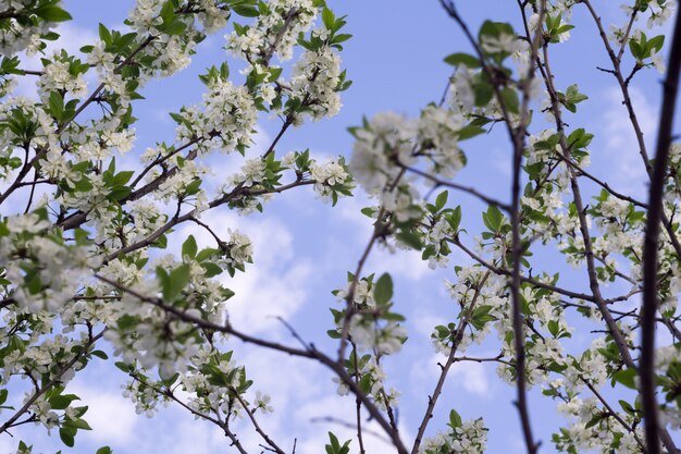 Flor blanca en primavera