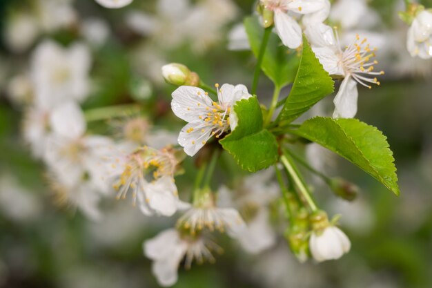 Flor blanca en primavera