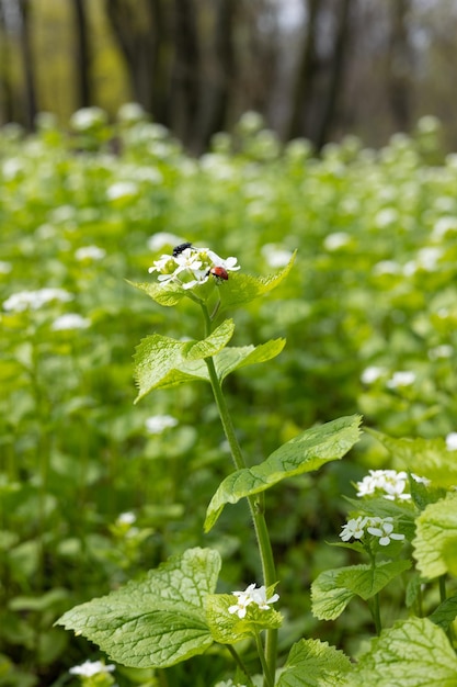 Flor blanca en primer plano de hierba verde