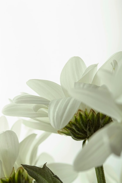 Foto flor blanca de primer plano