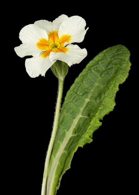 Flor blanca de prímula aislado sobre fondo negro