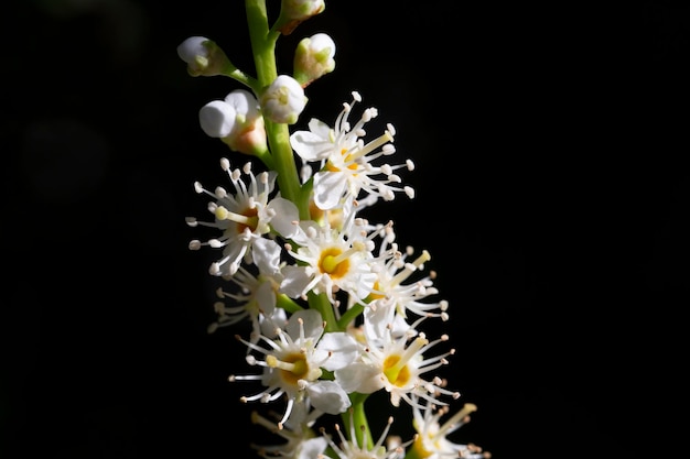 Flor blanca de prunus laurocerasus otto luyken arbusto cerrar