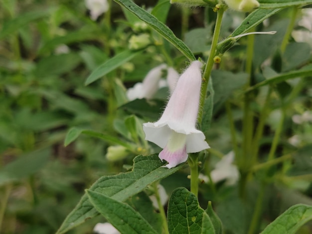 Foto una flor blanca con una punta rosa está en una planta.